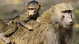 Africa's Baboons