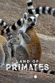 Land of Primates