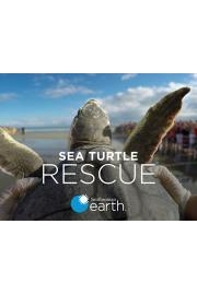 Sea Turtle Rescue