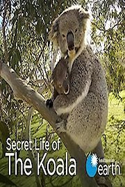 Secret Life of the Koala