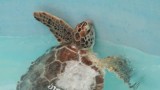 Turtle Time!