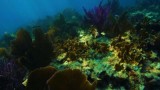 Coral Kingdom