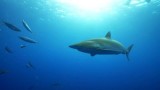 Shark Dive