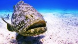Finding The Giant Goliath Grouper