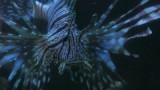 Hungry Hungry Lionfish