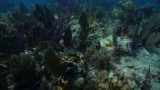 Discovering Dolphins