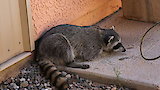 Between a Rock and a Raccoon