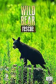 Wild Bear Rescue