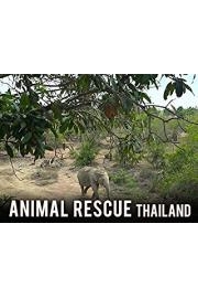 Animal Rescue Thailand