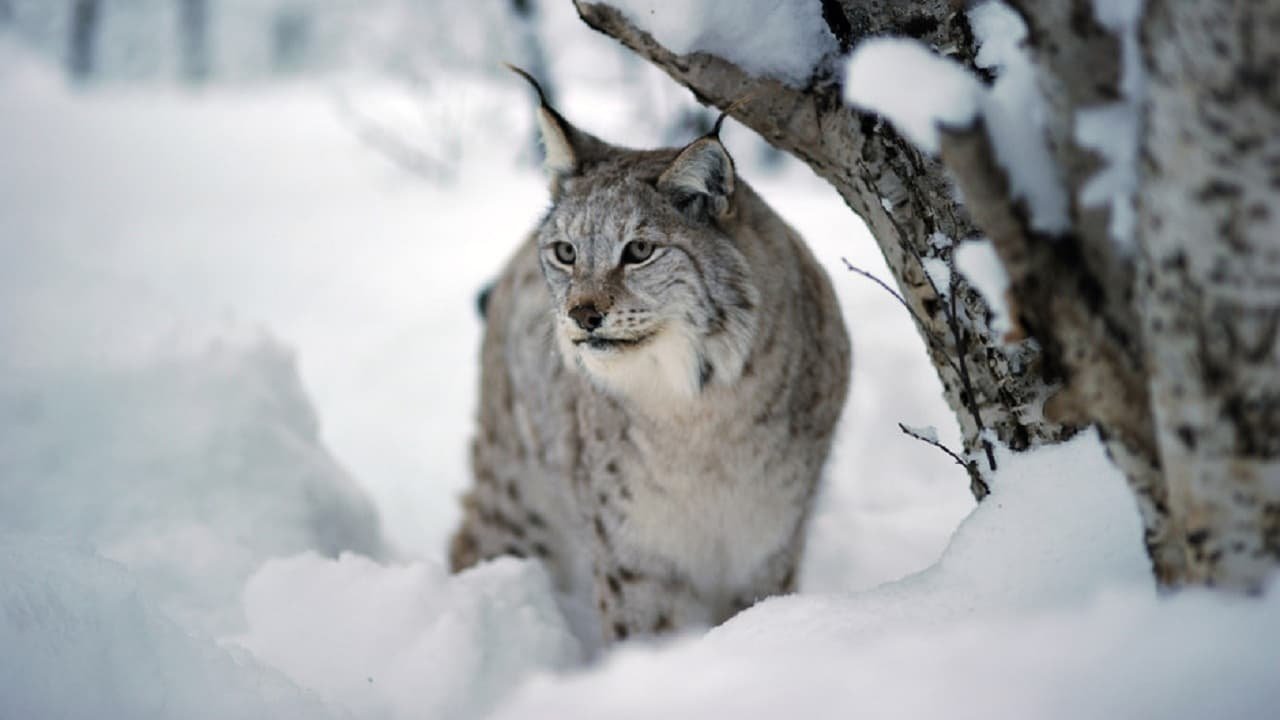 Nordic Wild