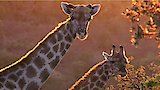 Herbivores