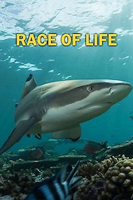 Race of Life