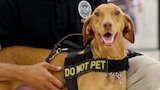 TSA Dog Deploys to Texas After Hurricane Harvey