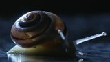 Spiral
