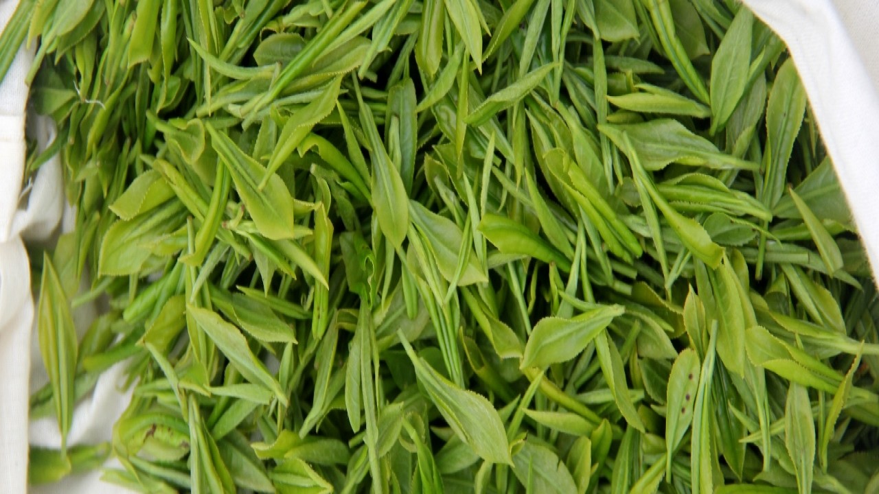 The Famous Zhejiang Tea