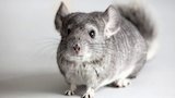 Chinchilla Chill Pad