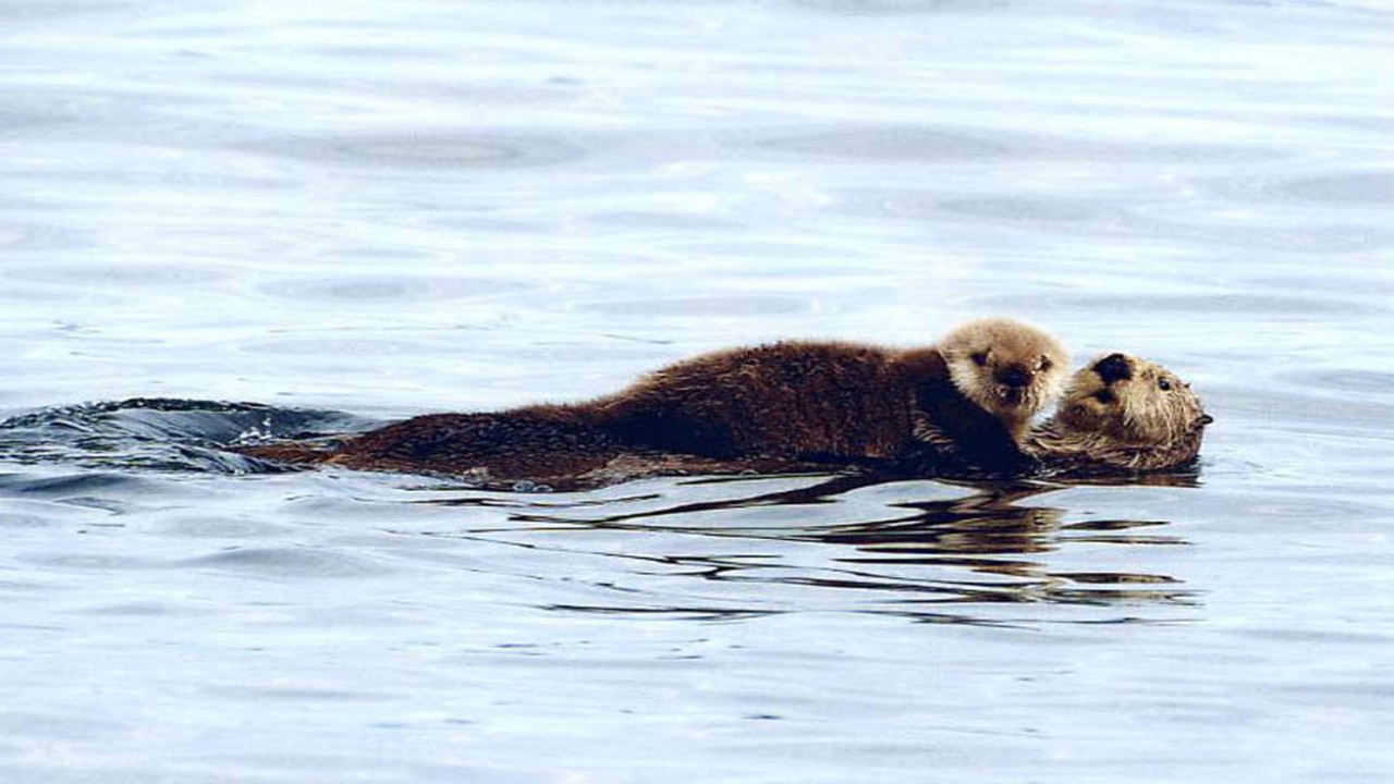 Wildlife Quest