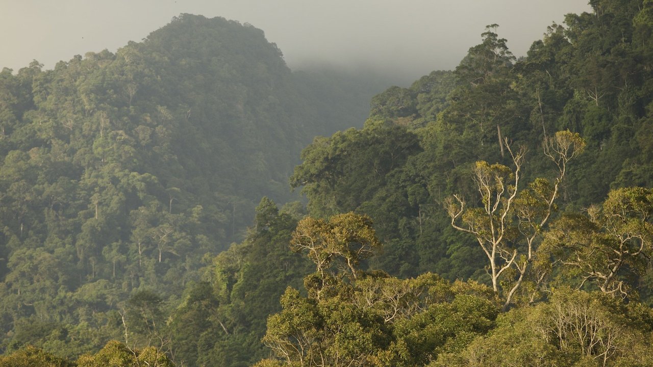 Life in the Canopy