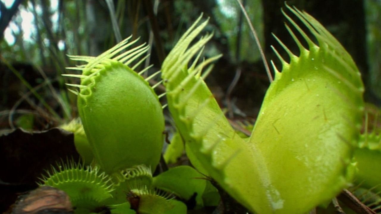 Plants Behaving Badly