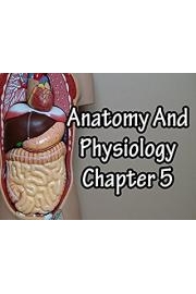 Anatomy And Physiology Chapter 5