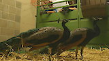 Fowl Play