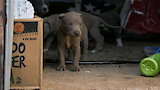 Pups In Peril