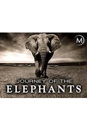 Journey of the Elephants