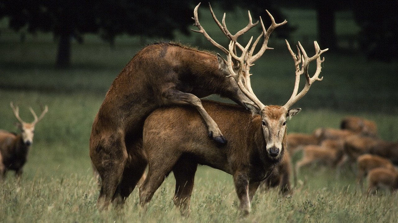 Wild Sex