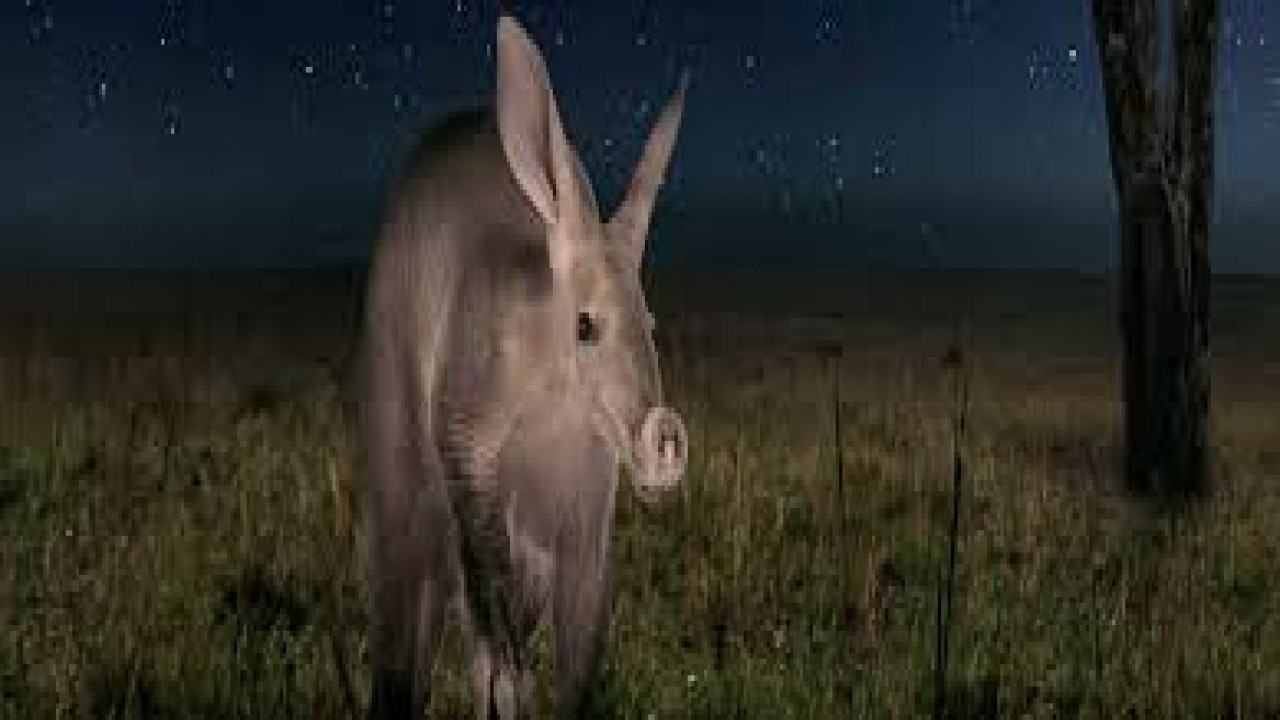 A Night on Earth: Africa