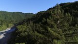 Rise of the Redwood Giants