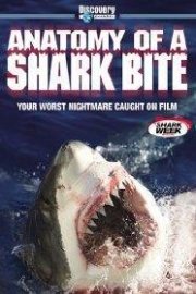 Anatomy of a Shark Bite