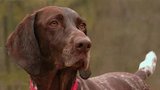 German Shorthaired Pointer