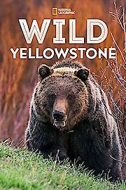 Wild Yellowstone