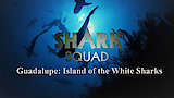 Guadalupe: Island of the White Sharks