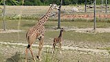 Giraffe-Ic Park