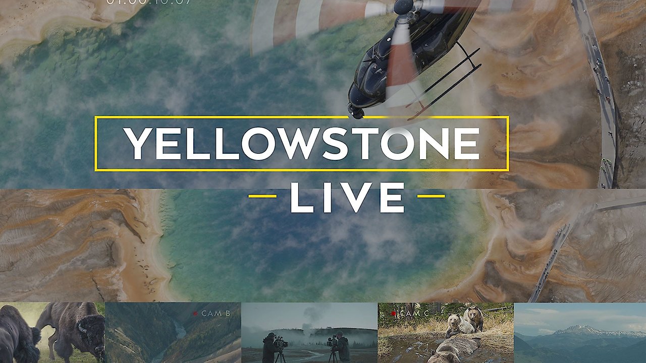 Yellowstone Live