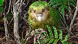 A very strange parrot