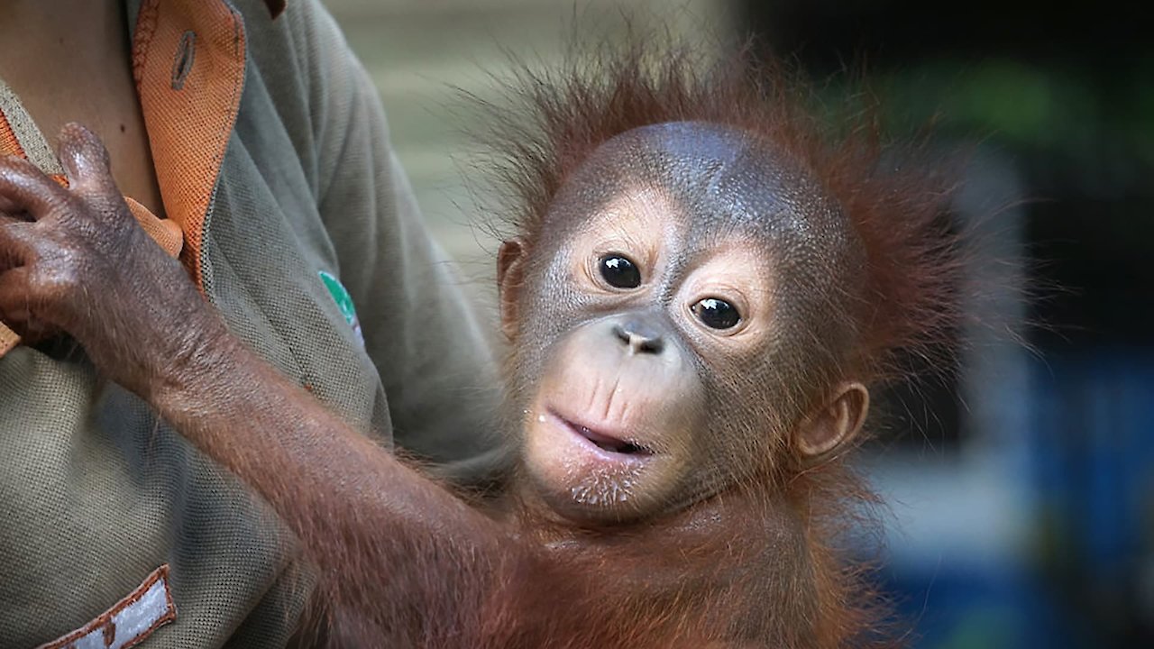 Meet The Orangutans