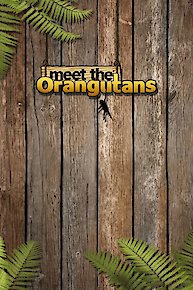 Meet The Orangutans