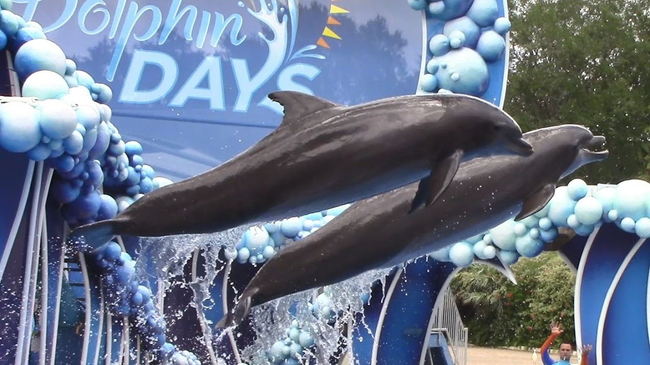 Dolphin Days