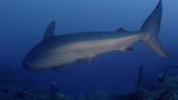 SW18: Cuba's Secret Shark Lair