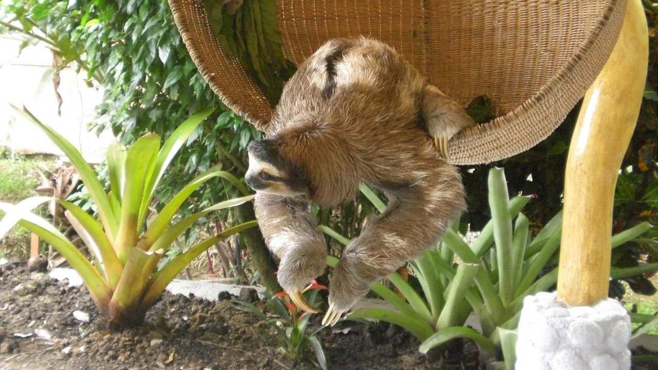 Meet The Sloths
