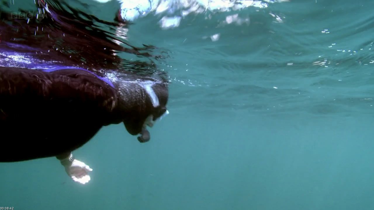Britain's Secret Seas