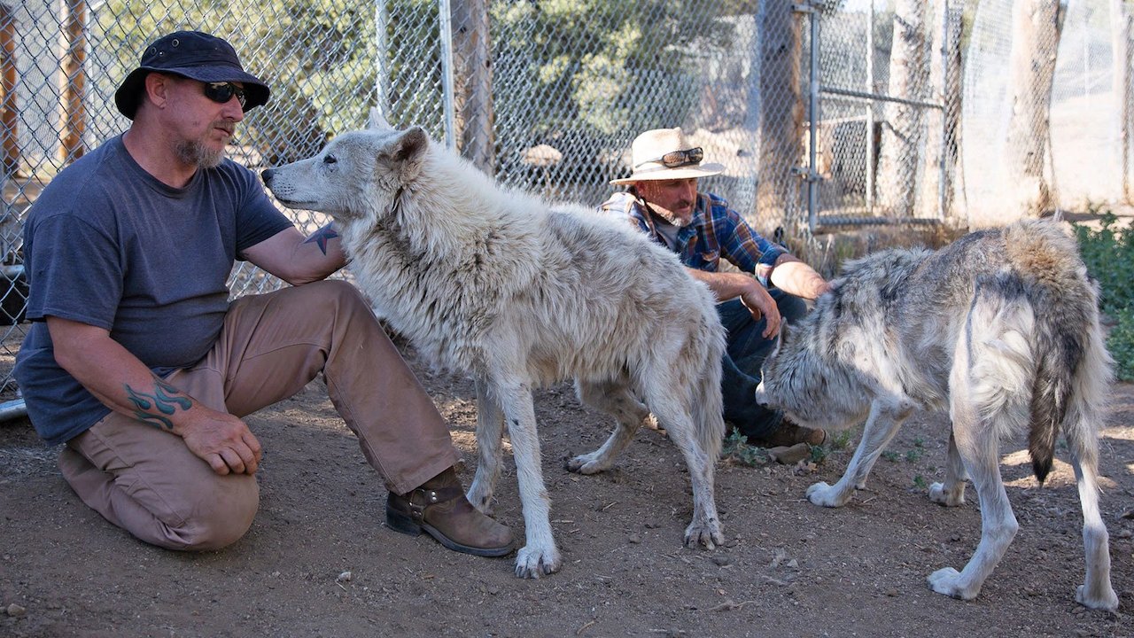 Wolves and Warriors