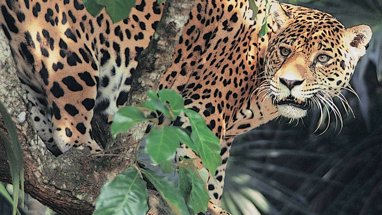 Jaguar Adventure with Nigel Marven