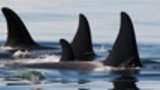 Call of the Killer Whale, Part 2