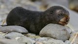 Fur Seals