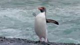 Macaroni Penguins