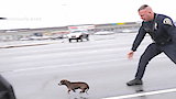 Live PD: Rewind - 333