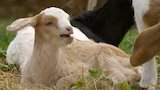 Secret Life of a Farm